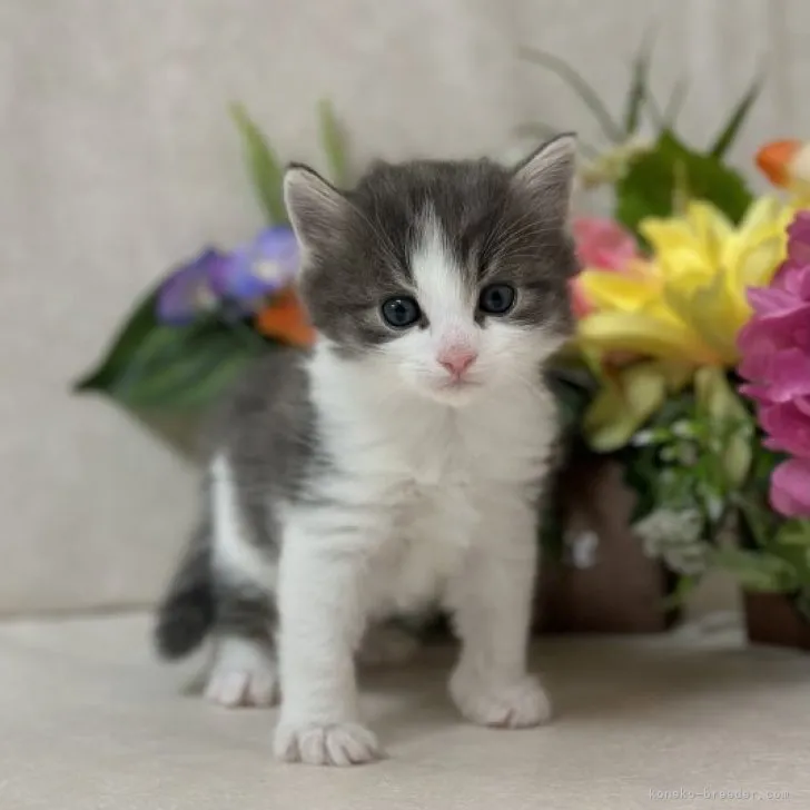 ID：2303-01299の子猫