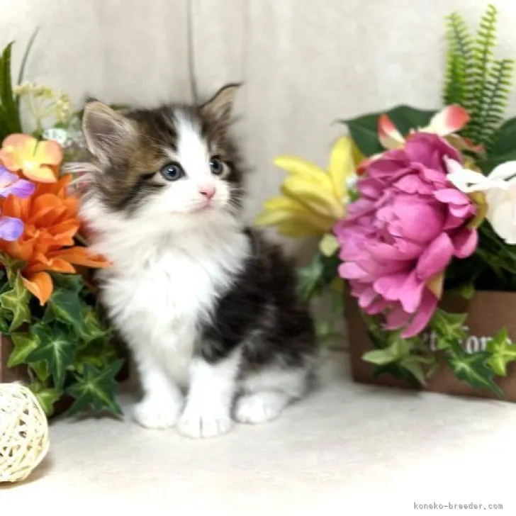 ID：2304-01057の子猫