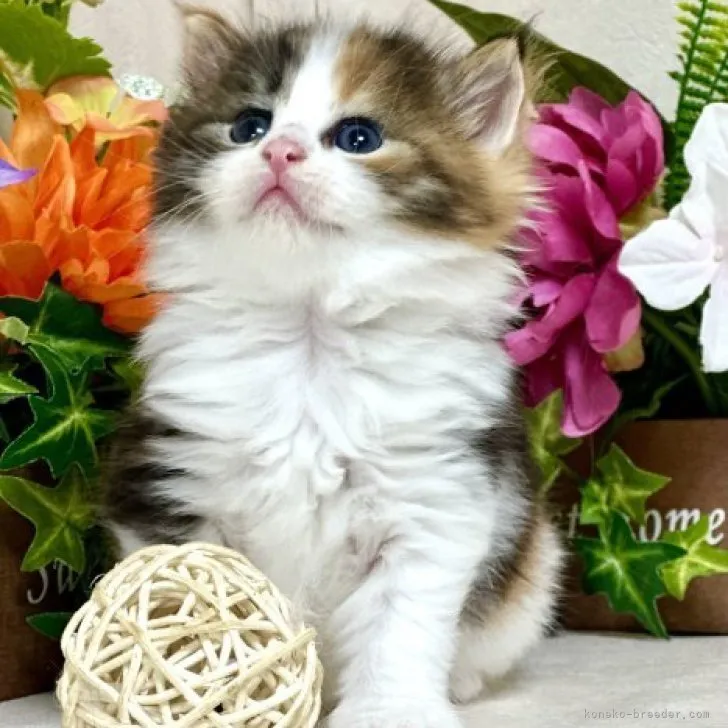 ID:2306-02472の子猫