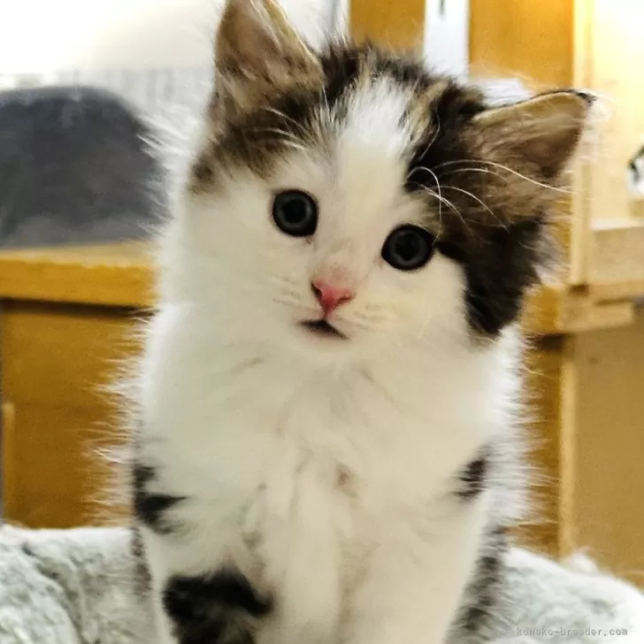 ID:2412-01111の子猫