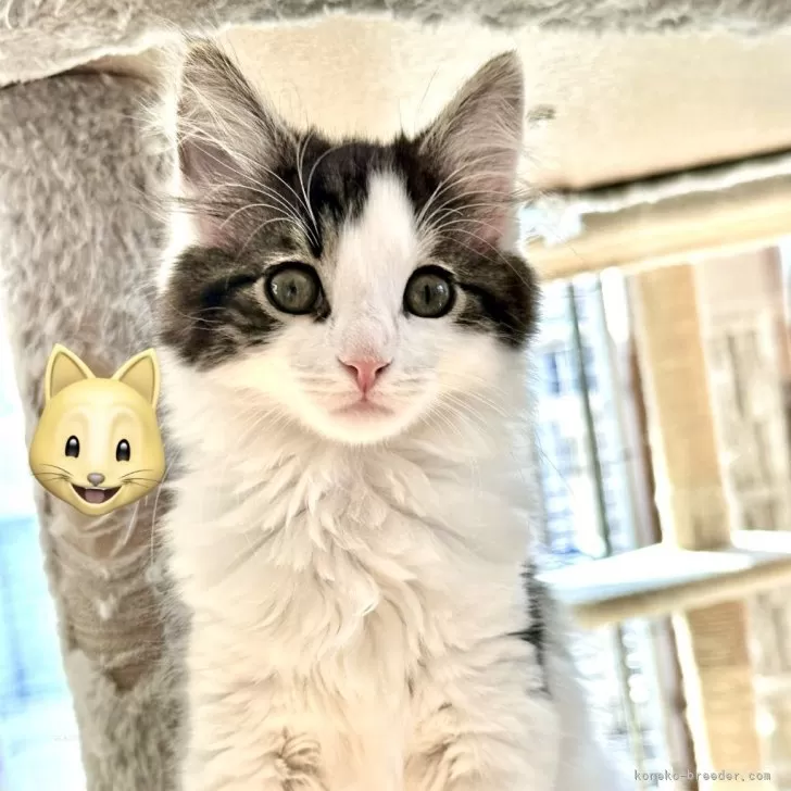 ID:2401-00819の子猫