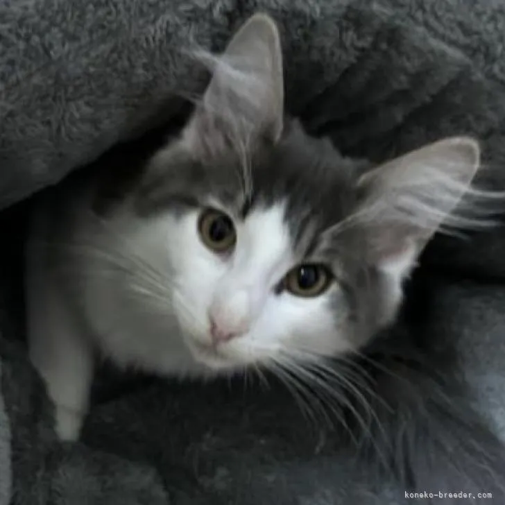 ID:2211-00969の子猫