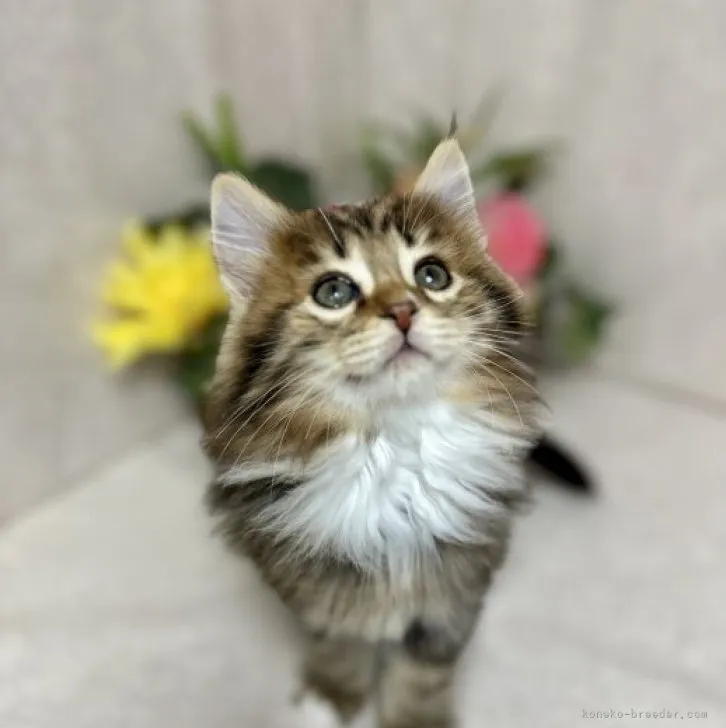 ID：2304-01539の子猫