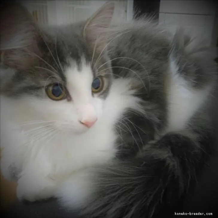 ID:2208-02403の子猫