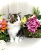 ノルウェージャンフォレストキャット【東京都・女の子・2023年3月6日・ブラウンタビーホワイト】の写真2「4月14日撮影」