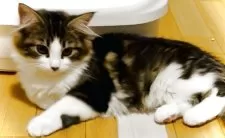 ノルウェージャンフォレストキャット【東京都・女の子・2025年5月7日・ブラウンタビー&ホワイト】の写真5