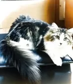 ノルウェージャンフォレストキャット【東京都・女の子・2025年5月7日・ブラウンタビー&ホワイト】の写真3