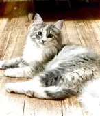 ノルウェージャンフォレストキャット【東京都・女の子・2025年5月16日・ブルーパッチドタビー&ホワイト】の写真2