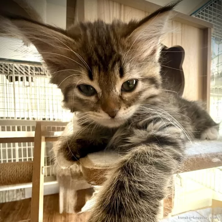 ID：2501-01152の子猫