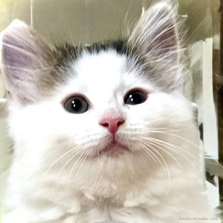 ID：2501-00382の子猫