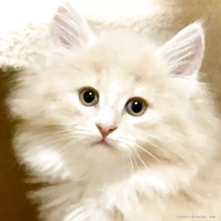 チロ 様のお迎えした子猫