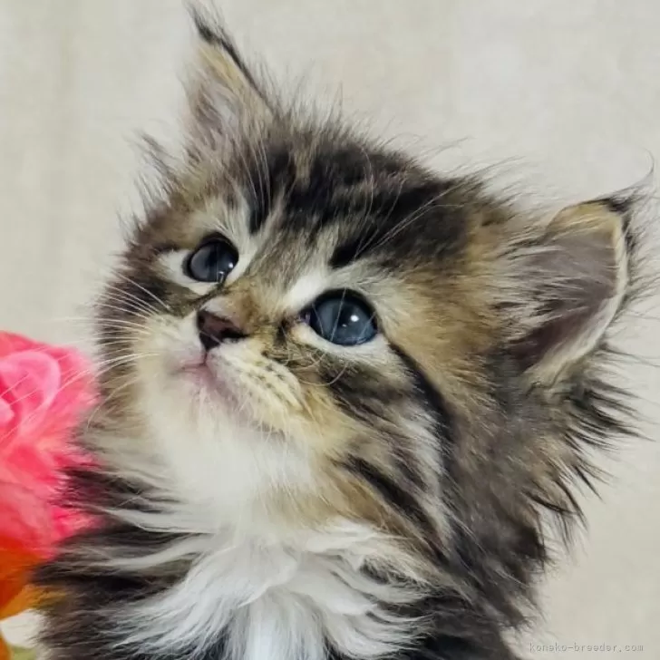 トロル 様のお迎えした子猫