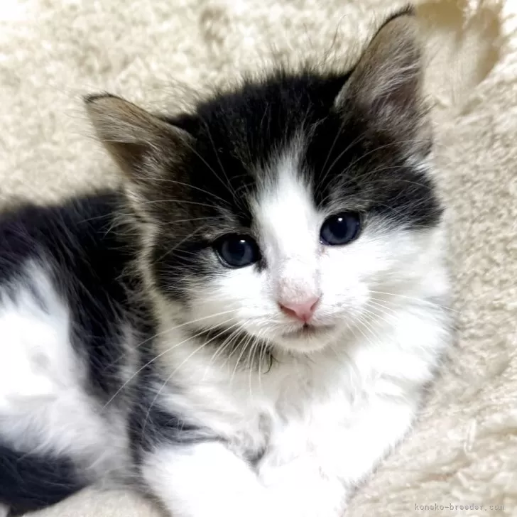 ID：2512-01095の子猫