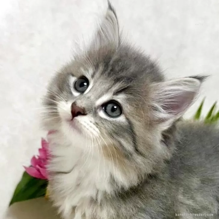 ID：2507-01022の子猫