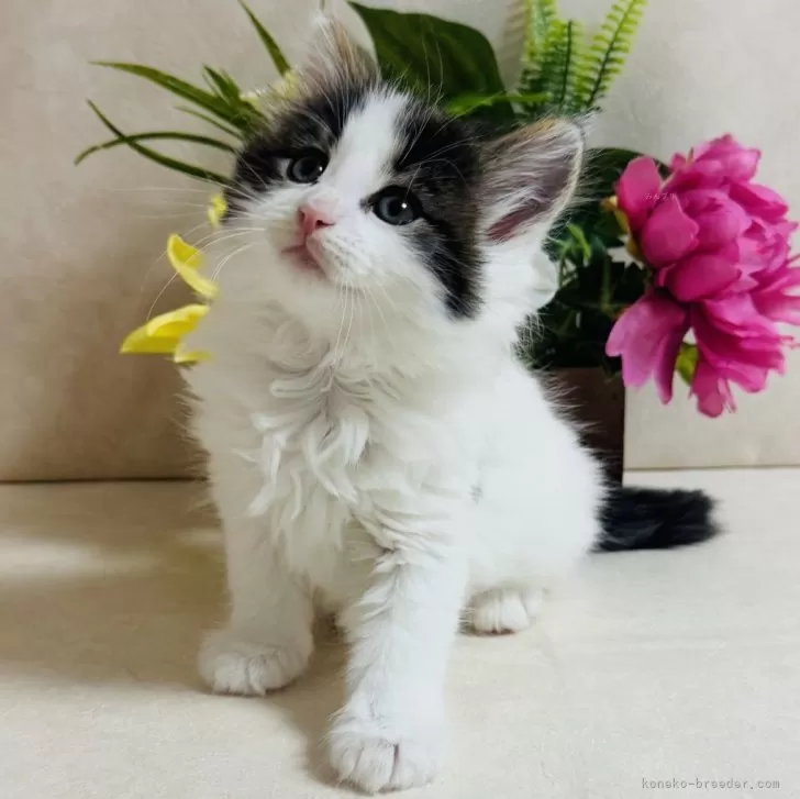 Y 様のお迎えした子猫