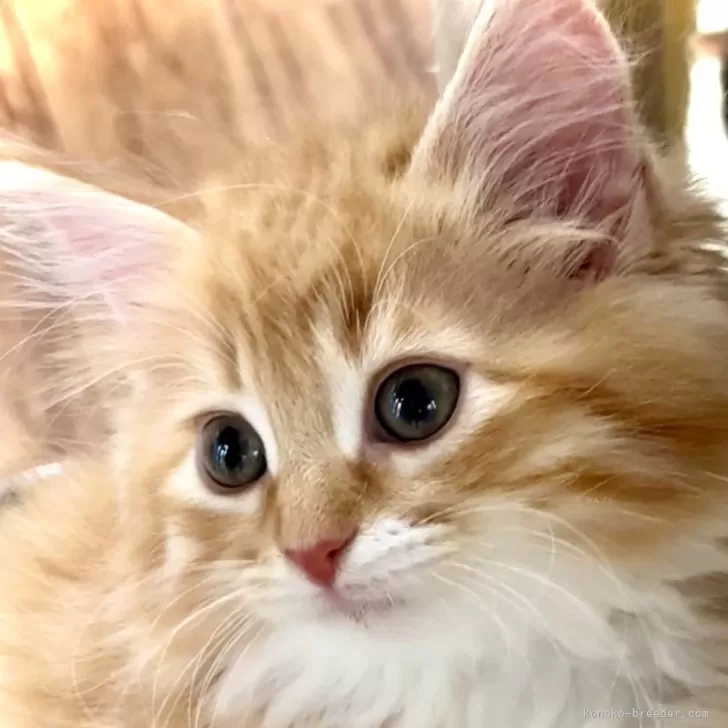 ID:2501-01153の子猫
