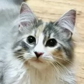 ノルウェージャンフォレストキャット