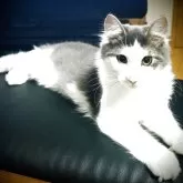 ノルウェージャンフォレストキャット