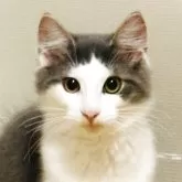ノルウェージャンフォレストキャット