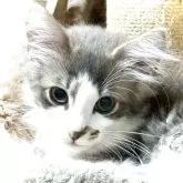 ノルウェージャンフォレストキャット