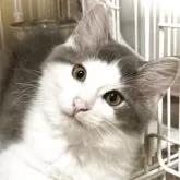 ノルウェージャンフォレストキャット