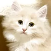 ノルウェージャンフォレストキャット