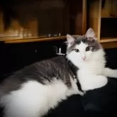 ノルウェージャンフォレストキャット