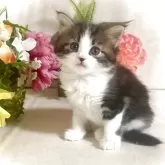 ノルウェージャンフォレストキャット