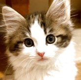 ノルウェージャンフォレストキャット
