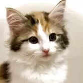 ノルウェージャンフォレストキャット