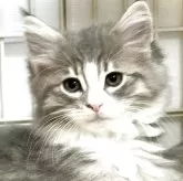 ノルウェージャンフォレストキャット