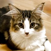 ノルウェージャンフォレストキャット