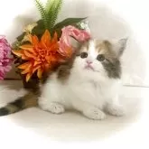ノルウェージャンフォレストキャット