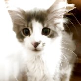 ノルウェージャンフォレストキャット