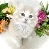 ノルウェージャンフォレストキャット