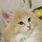 ノルウェージャンフォレストキャット