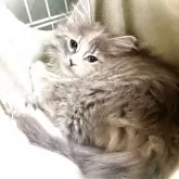 ノルウェージャンフォレストキャット