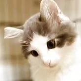ノルウェージャンフォレストキャット