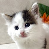 ノルウェージャンフォレストキャット