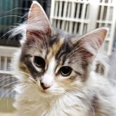 ノルウェージャンフォレストキャット