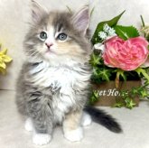 ノルウェージャンフォレストキャット