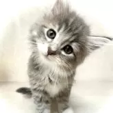 ノルウェージャンフォレストキャット【東京都・女の子・2025年5月16日・ブルータビー&ホワイト】の写真2