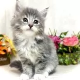 ノルウェージャンフォレストキャット【東京都・女の子・2025年5月16日・ブルータビー&ホワイト】の写真3