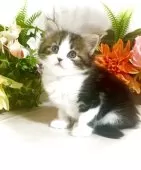 ノルウェージャンフォレストキャット【東京都・女の子・2025年5月7日・ブラウンタビー&ホワイト】の写真13