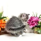 ノルウェージャンフォレストキャット【東京都・女の子・2025年5月16日・ブルータビー&ホワイト】の写真5