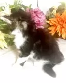 ノルウェージャンフォレストキャット【東京都・女の子・2025年5月7日・ブラウンタビー&ホワイト】の写真14