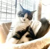 ノルウェージャンフォレストキャット【東京都・女の子・2025年5月7日・ブラウンタビー&ホワイト】の写真6