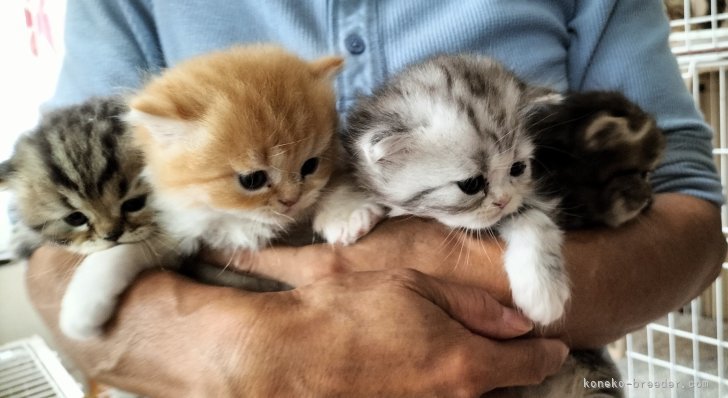 お母さんナツちゃん｜上山　富子(うえやま　とみこ)ブリーダー(奈良県・ペルシャなど・CFA/M's Cat Community登録)の紹介写真3