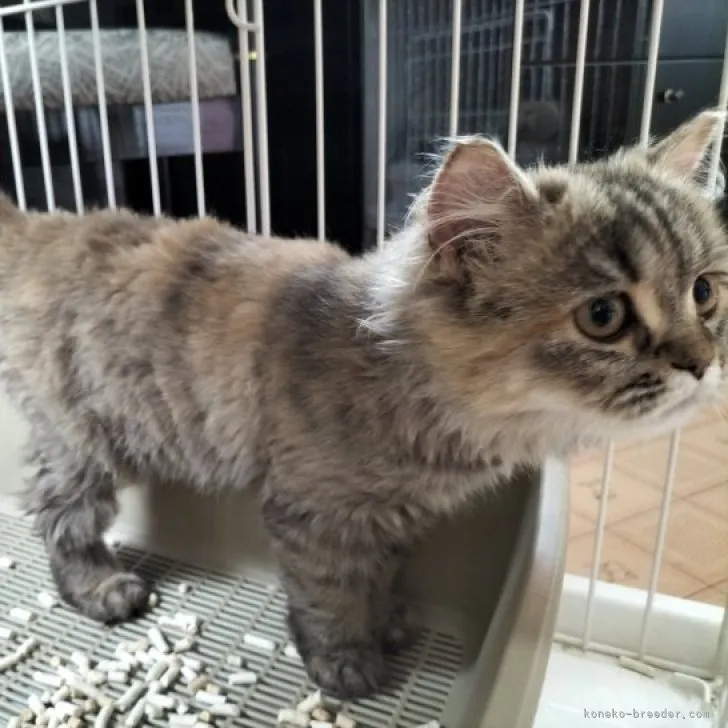 ID:2306-02951の子猫