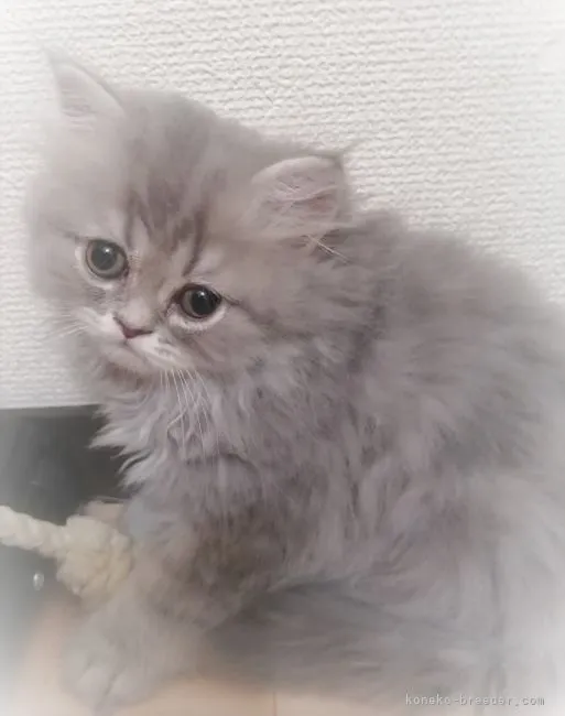 ID:2107-01305の子猫